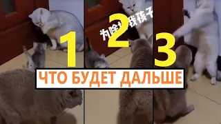 😸Приколы 2021 Я ржал до слез:Драка котов,котенок получил по заслугам🤣самое смешное видео на планете.