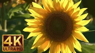 [4K Ultra HD] Sunflower Fields - Beautiful Natural Scenery with Nature Sounds - Trailer