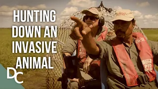 The Rangers Race To Stop An Invasive Animal | Outback Rangers | Ep 8 | Documentary Central