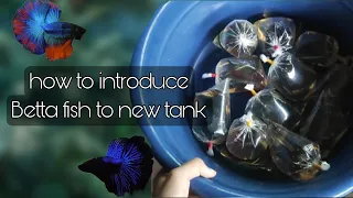 how to introduce Betta fish to new tank ( Betta ငါးစဝယ်လာရင် ကန်အသစ်မှာ အသားကျအောင် စတင်မိတ်ဆက်နည်း)