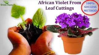 How to Propagate African Violet From Single Leaf  WITH UPDATE  - 100% SUCCESS METHOD //GREEN PLANTS