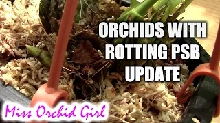 Orchids saved from rotting pseudobulbs update