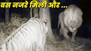 शेर और बाघ का भयंकर मुकाबला !!