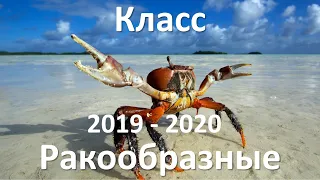 11. Ракообразные (7 класс) - биология, подготовка к ЕГЭ и ОГЭ 2020