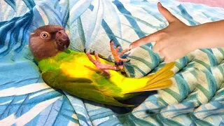 FUNNY Parrots Playing Dead |  Parrots So Smart  | Funny Everyday Compilation