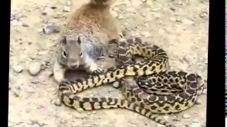 Mongoose vs cobra Snake Top 3 fighting new videos 2015