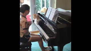 Cat interrupts owners piano practice #Shorts