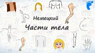 Части тела на немецком. Учим названия частей тела человека