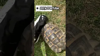 La verdad real sobre las tortugas 😮