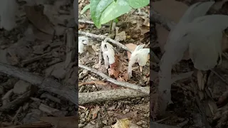 How to Identify Indian Pipe #plants #plantidentification #fungi #easttndude #medicinalherb