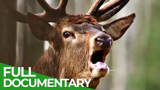 Europe's Great Wilderness | Episode 2: Europe's Green Heart | Free Documentary Nature