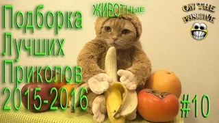 ПОДБОРКА ЛУЧШИХ ПРИКОЛОВ 2015-2016 Selection of the best tricks with ANIMALS 2015-2016 OnPozitive