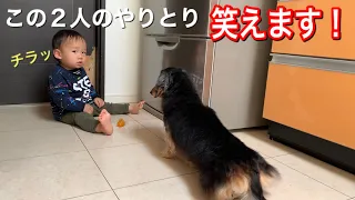 【ダックスフンド】犬と1歳児子供の面白くて笑える動画集めました。【犬と子供】【爆笑と癒し】