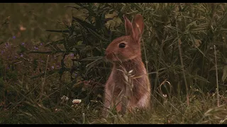 Watership Down and Richard Adams Documentary