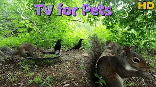 Entertain your Pets🌟10 Hour- Dog & Cat TV🌟Squirrels & Birds | No Mid-roll Ad Interruptions ☀