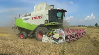 Уборочная 2021: Комбайны Claas Lexion 760,580,540 молотят ячмень, тракторы МТЗ прессуют солому