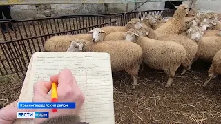 Новую породу овец вывели в Крыму