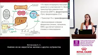 Фотченкова А. С. - Анемии из-за дефицита железа и других нутриентов