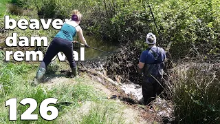 Manual Beaver Dam Removal No.126 - Fast Work For Two