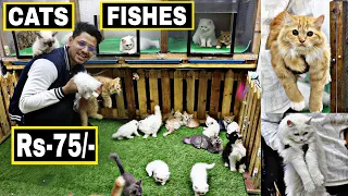 Pet market in Hyderabad | Rs-75/-| 😱🔥| Himalayan Cat| Persian cat | Fishes | MushiTube lifestyle