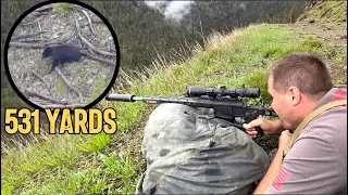 Hunting Bear with a Sig Cross in 6.5 Creedmoor