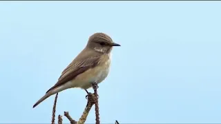 "Щебетала пташечка" плюс зі словами