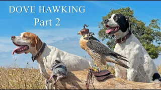 Dove Hawking 2023 part 2