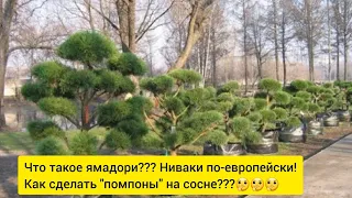 🌲"Ямадори". Основы формирования "европейского" Ниваки из сосны. Базовые принципы🌲