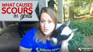 What Causes Scours in Goats