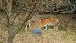 Man killed by tiger after scaling wall of zoo to avoid paying for ticket