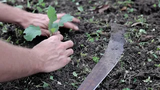 Think orchards are just for trees? Add annuals and your food production EXPLODES!