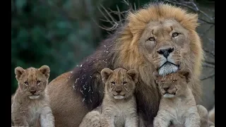 Lion Documentary HD 720p Nat Geo Documentaries New