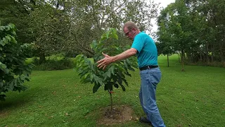 Grafted Pawpaw trees and Rootsuckers.