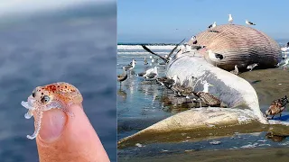 Catching Seafood 🦀🐙 ASMR Relaxing (Catch Shark , Catch Fish ,Deep Sea Monster ) - Tik Tok #385