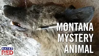 Montana Rancher Kills Mystery Wolf-Like Animal