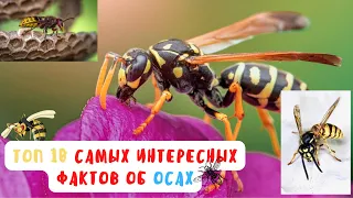 ТОП 10 самых интересных фактов об ОСАХ