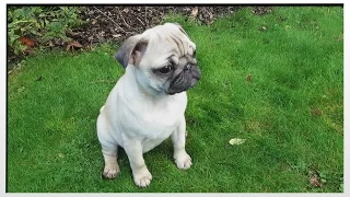 MEET DARCIE THE PUG | MoreTDM