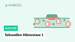 Sekundäre Hämostase - Teil 1 - Gerinnungsfaktoren und Gerinnungskaskade - AMBOSS Auditor