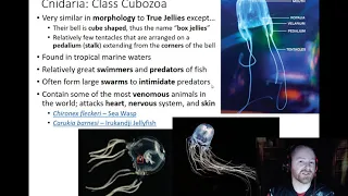 Cnidaria - Class Cubozoa