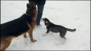 Хаски и Овчарка играются /Siberian Husky and German Shepherd