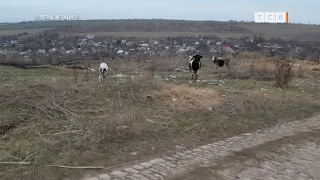 Откуда пришли волки