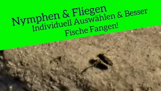 Nymphen und Fliegen beim Salmonieden angeln so auswählen, um bessere Fangaussichten zu haben.