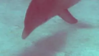 Дельфинёнок. Александр ГамИ