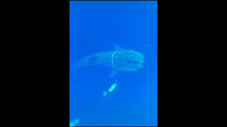 Спасение Китовой АкуЛы🦈👀👍🔥Whale Shark Rescue🦈👀👍🔥