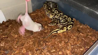 Close call snake bite!!! ⚠️LIVE FEEDING⚠️