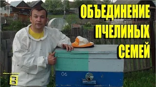 ОБЪЕДИНЕНИЕ ПЧЕЛИНЫХ СЕМЕЙ ЧЕРЕЗ ГАЗЕТУ. ЛЮБИТЕЛЬСКОЕ ПЧЕЛОВОДСТВО С 0 #ПЧЕЛОВОДСТВО #ПАСЕКА #ПЧЕЛЫ