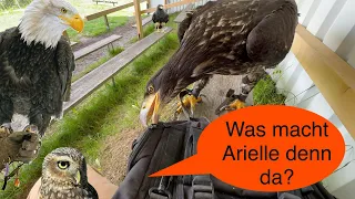 Über 30 Vögel in einem Video 😱 und mehr 🦅🦉😊 - Greifvogelwarte Feldatal