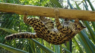 Margay: The acrobat of the small cat world