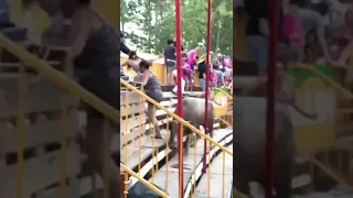 In Spain, they shot a bull who attacked people