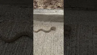 A baby rattle snake at Palmilla golf , Los Cabos 5/6/2024